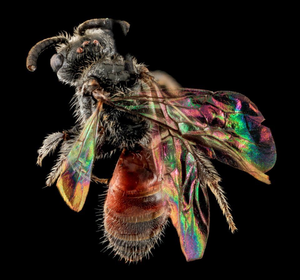 Sphecodes  brachycephalus, F, back, NC, Moore Co 2013-09-25-19.21.30 ZS PMax