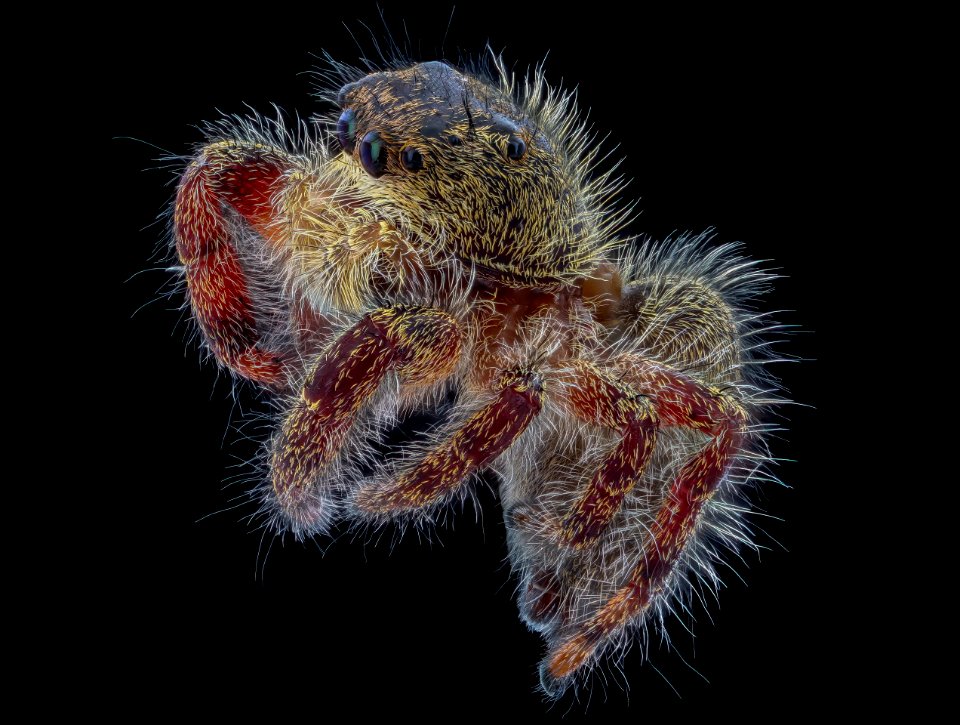 flying spider, Beltsville, side 2020-10-16-17.55.38 ZS PMax UDR