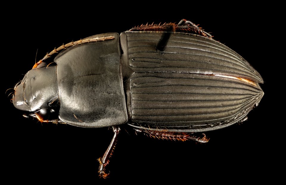 Anisodactylus haplomus, u, maryland, cove point, back 2017-01-13-10.24