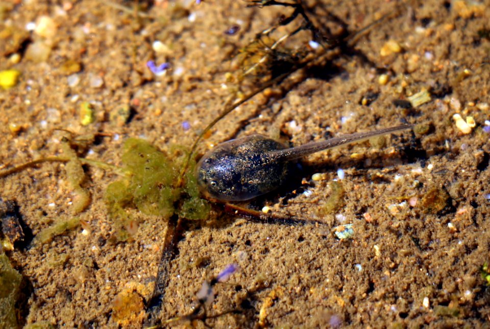 Spadefoot toad tadpole in San Diego vernal pools