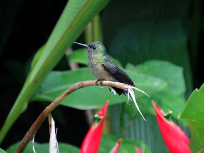 Bird nature green photo