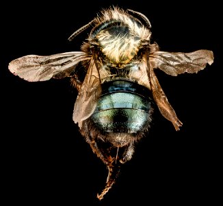 Osmia paradisica, F,  Back, Nevada, White Pine County 2015-11-20-23.00