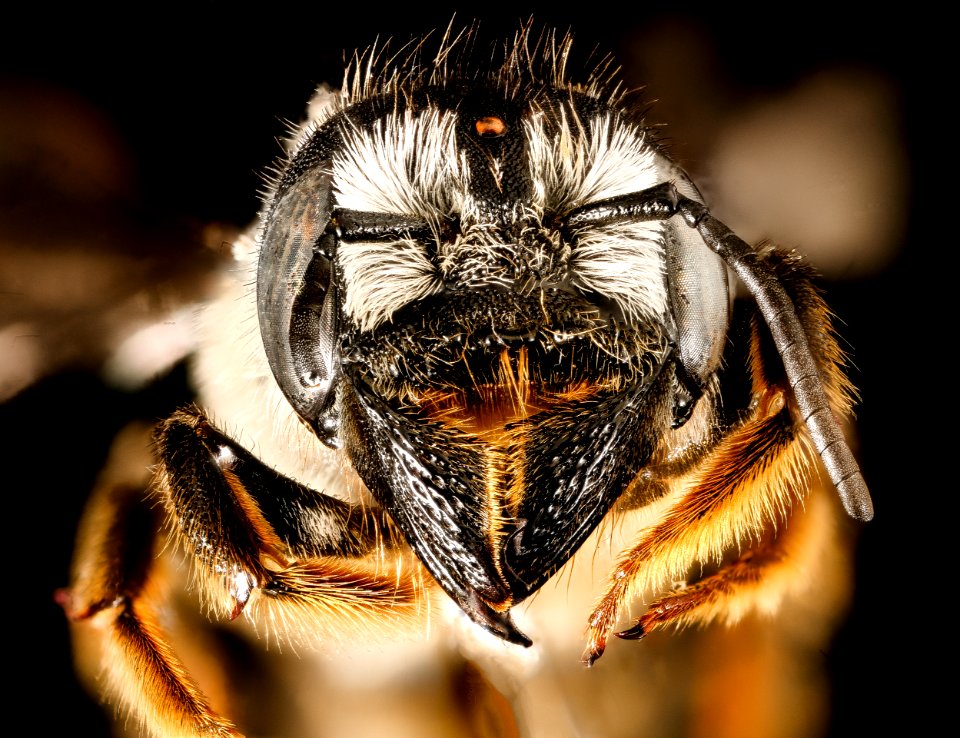 Megachile pugnata, f, face, National Arboretum, DC 2016-06-27-14.13.43 ZS PMax UDR