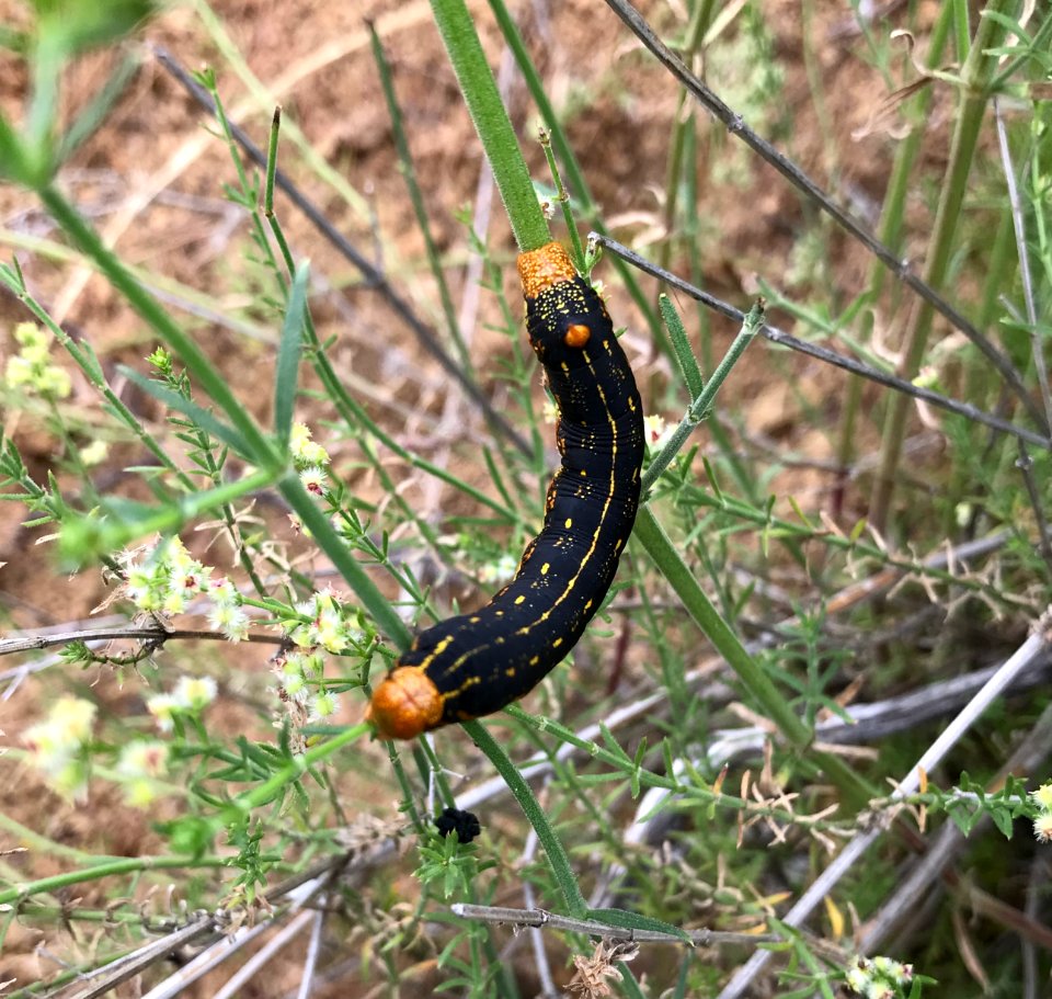 White-lined sphinx moth caterpillar