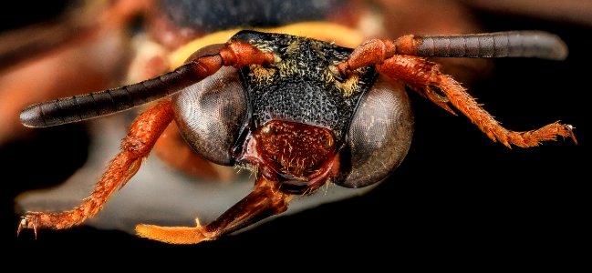 Epeolus bifasciatus, F, Face, SD, Pennington County 2013-07-15-16.41.10 ZS PMax photo