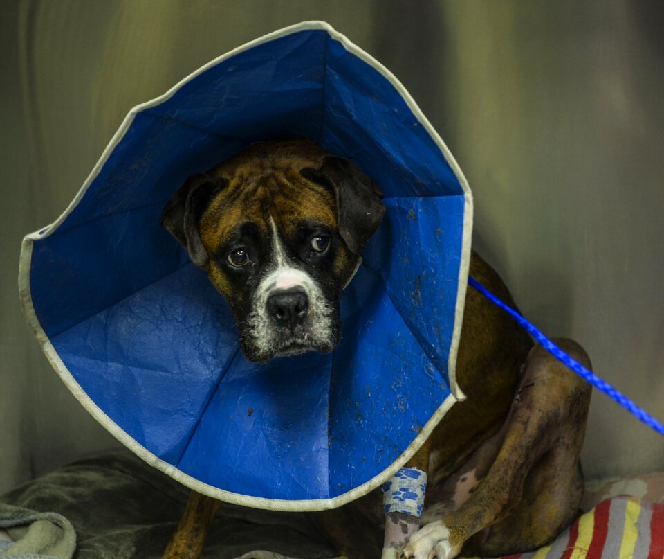 Animal pet neck cone