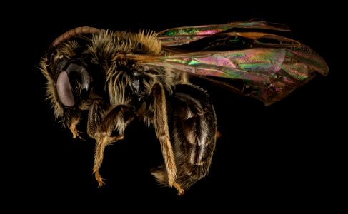 Andrena uvulariae, M, Side, MA, Franklin County 2015-07-07-16.19.23 ZS PMax UDR photo