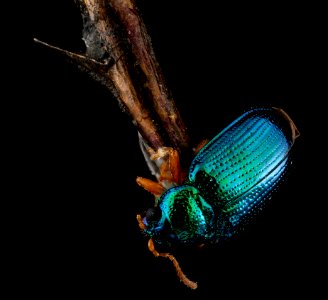 Crepidodera sp, U, Back1, Maryland, Dorchester County 2013-01-25-15.56.42 ZS PMax photo