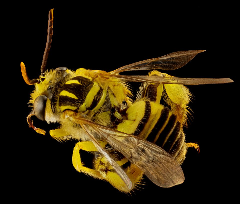 Caenonomada unicalcarata, m, paraguay, angle 2014-08-07-20.06.37 ZS PMax