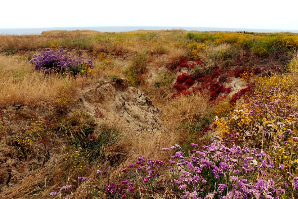 Vernal pool restoration site at Camp Pendleton