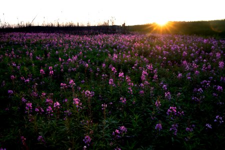 Kenai Fireweed in August photo