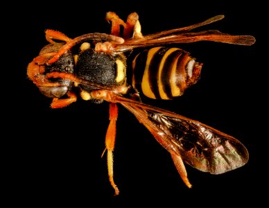 Nomada vincta, f, back, Minnesota 2016-04-19-14.21