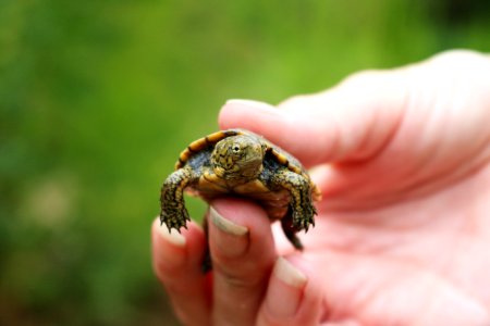 Juvenile Western Pond Turtle (3) photo
