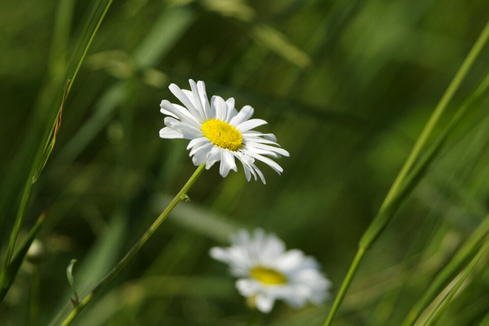 Anthemis arvensis flower plant