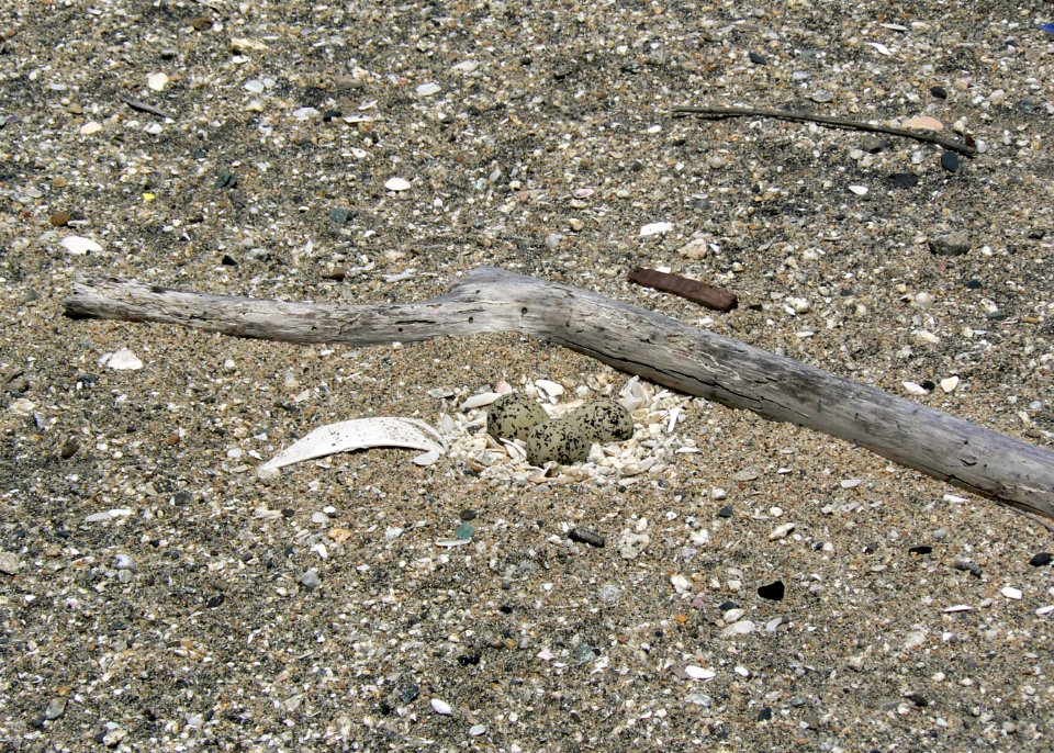 A typical western snowy plover nest