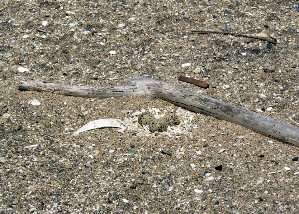 A typical western snowy plover nest photo