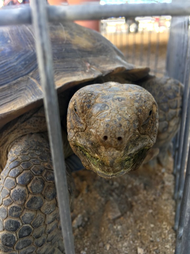Desert Tortoise Awareness Day 2018