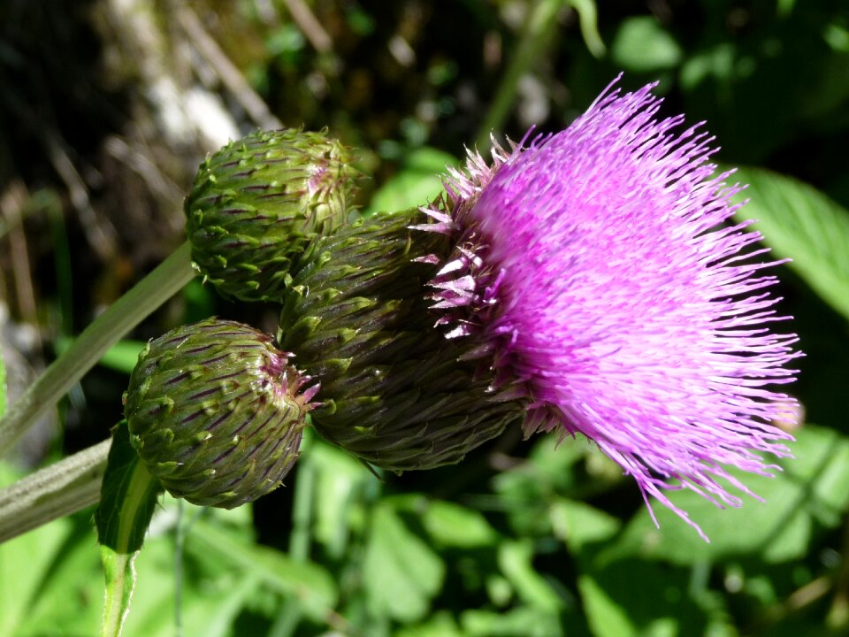 Alpine thistle violet austria