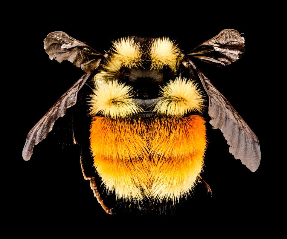 Bombus ternarius, F, Back, NY, Franklin County 2014-07-01-16.18.08 ZS PMax photo