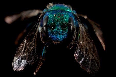 Osmia bruneri, f, Wy, lincoln co, face 2015-11-20-20.48