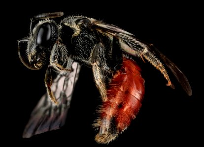 Sphecodes species, F, Side, MD, Cecil County 2013-07-08-19.08.34 ZS PMax