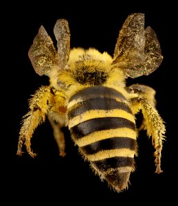 Colletes hederae, f, country unk, angle 2014-08-09-17.54.27 ZS PMax photo