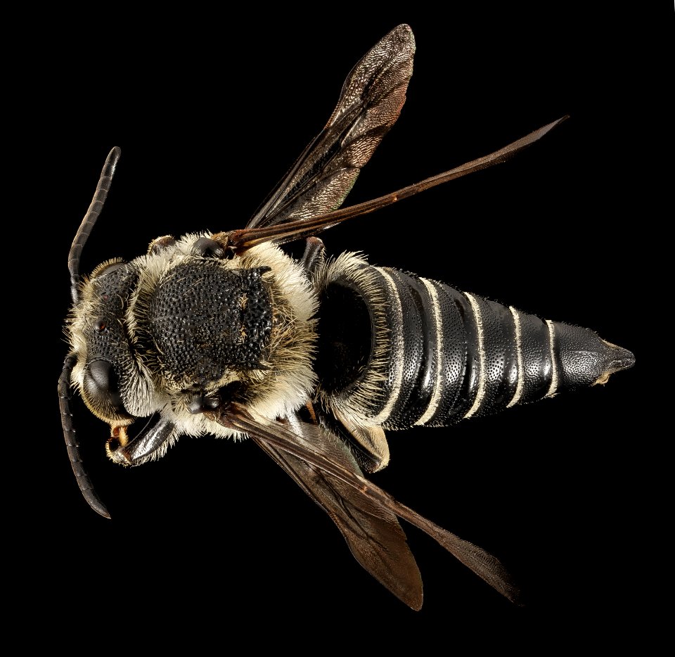 Coelioxys rufitarsis, F, Back, NY, Elk Lake 2014-09-04-15.41.20 ZS PMax