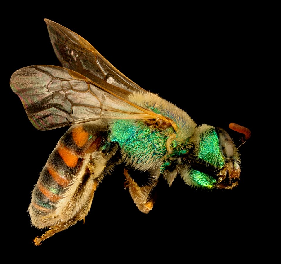 Agapostemon texanus.angelicus, gynandromorph, NM, Hidalgo co, side 2016-06-08-14.13