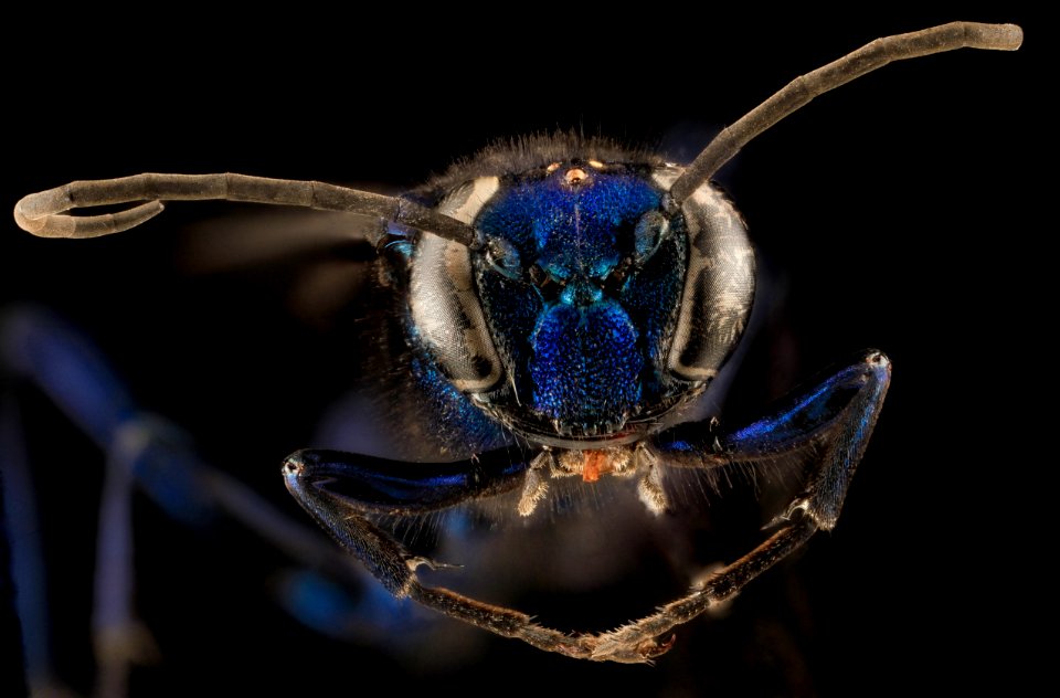 Chalybion californicum, F, face, MD, PG County 2013-08-08-13.54.11 ZS PMax
