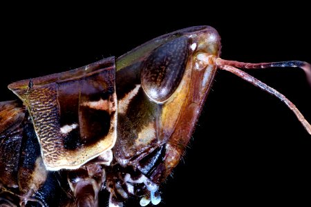 grasshopper face side jade 9.16.20 2020-09-16-18.11.26 ZS PMax UDR photo