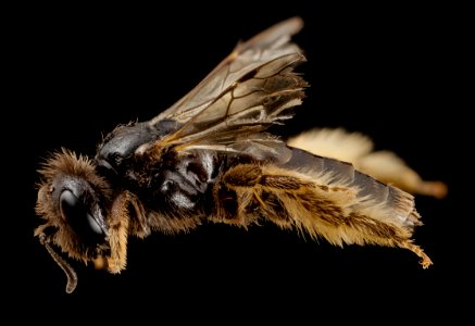 Panurginus calcaratus, f, side, Norway 2014-08-06-09.32.48 ZS PMax photo