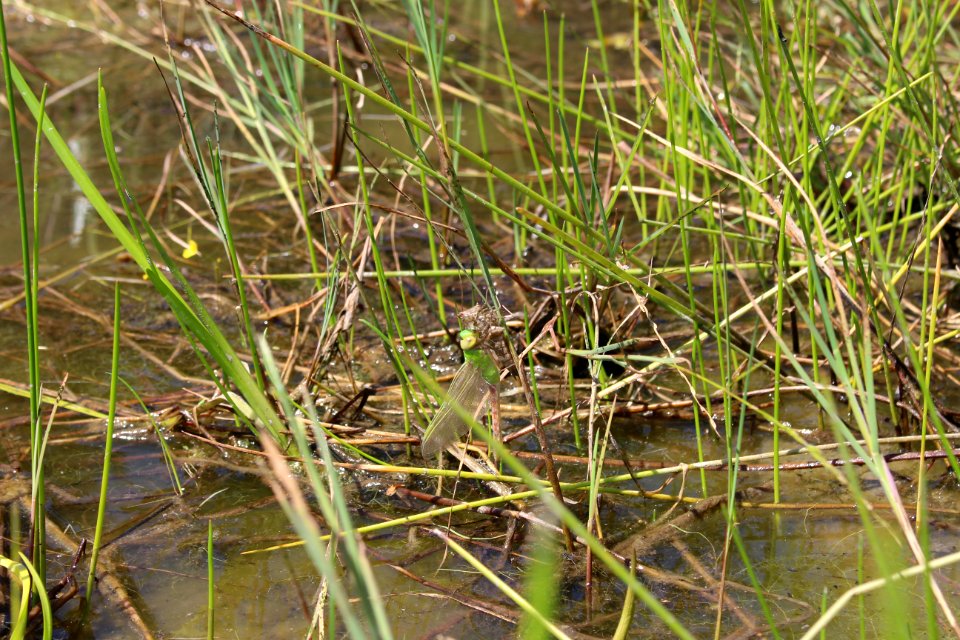 Dragonfly emerging