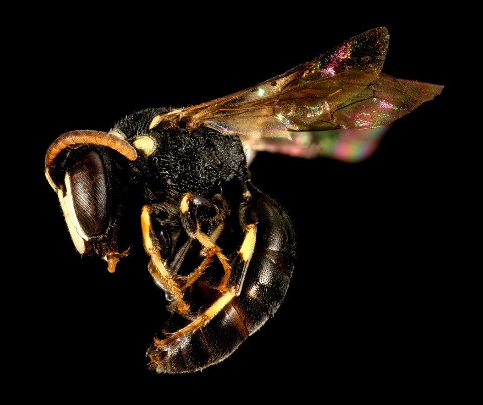 Hylaeus leptocephalus, m, side, Dorchester Co, MD 2016-02-18-16.57