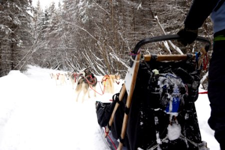 Recreational dog mushing in the snowy forest.