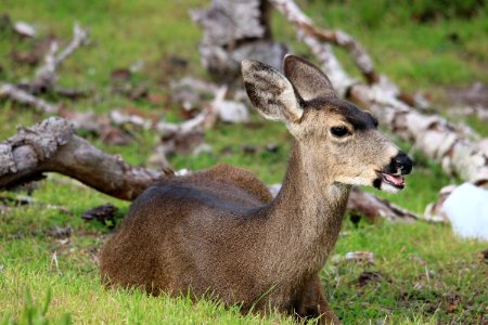 Female black-tailed deer