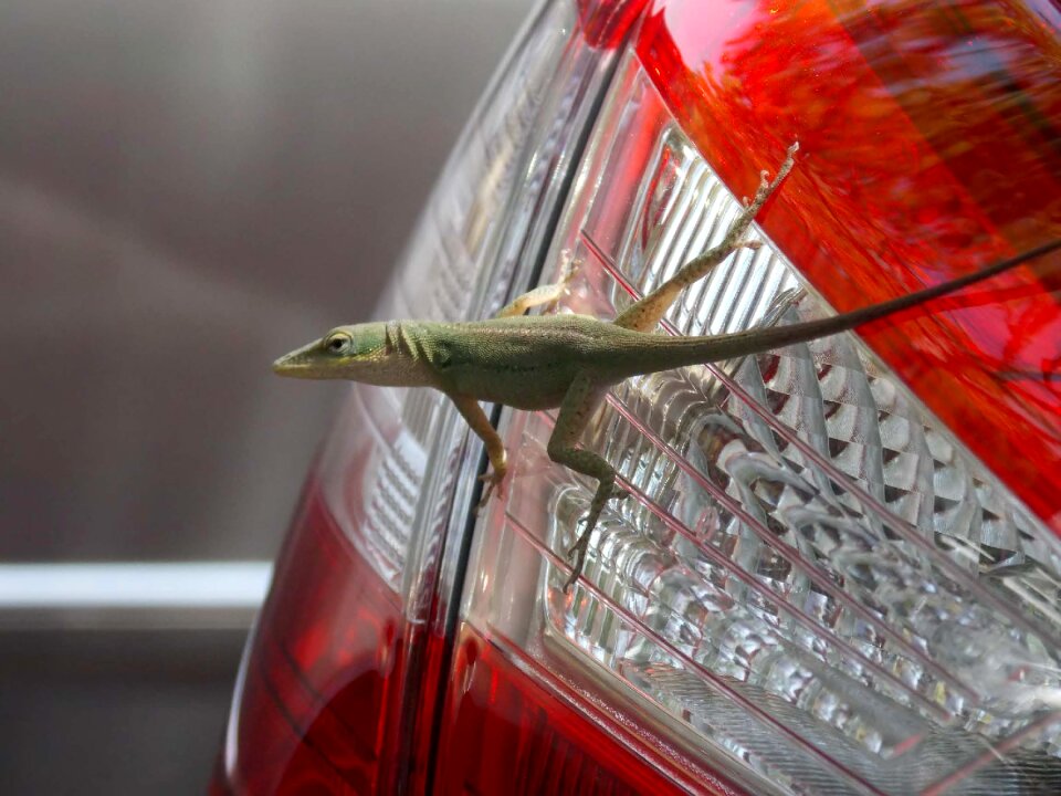 Lizard animal green