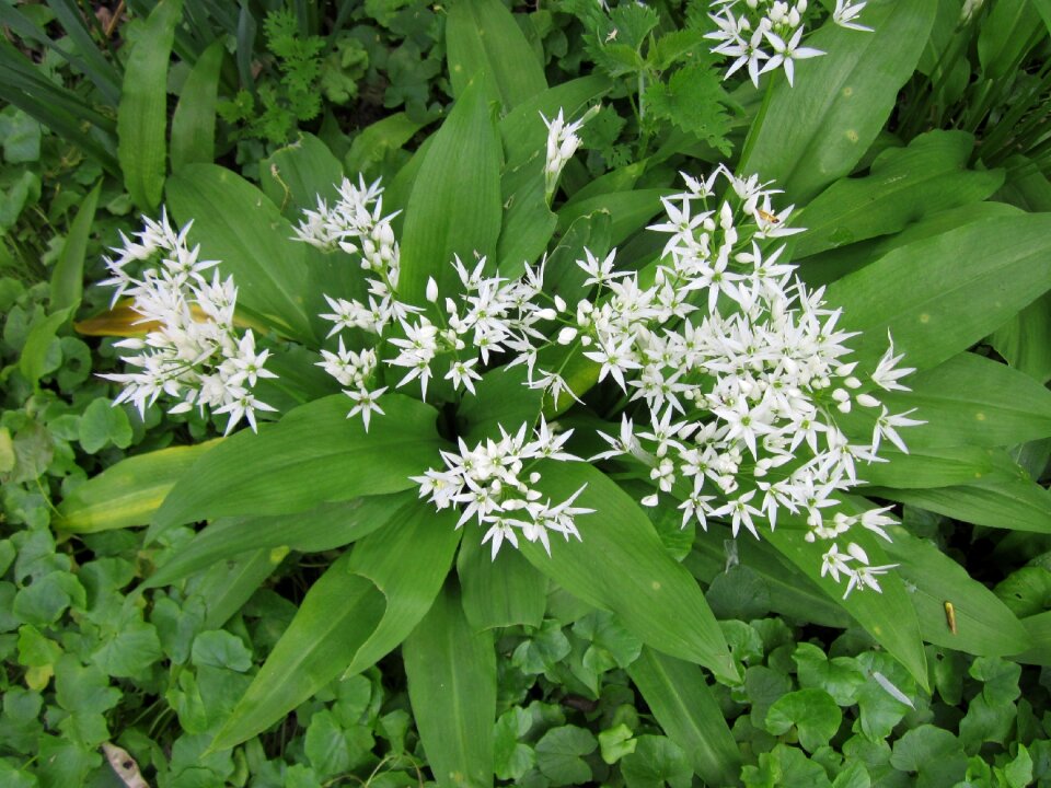 Wild garlic broad-leaved garlic wood garlic