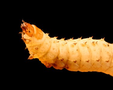 Small hive beetle, larvae, beltsville, md 2017-05-26-15.47