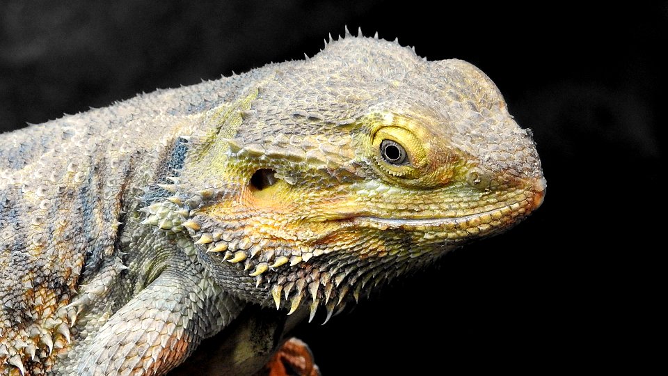 Pogona vitticeps