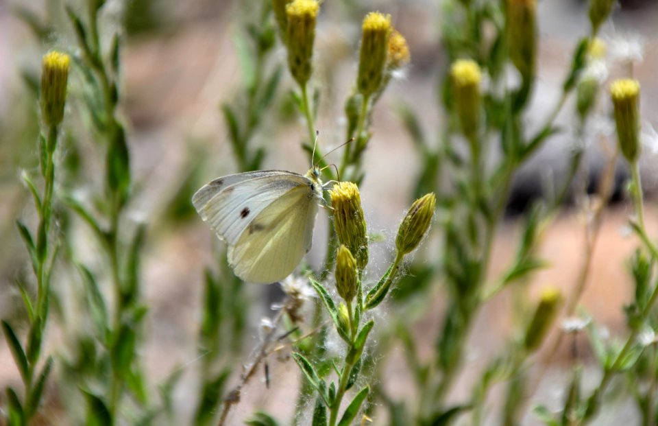 Cabbage white butterfly