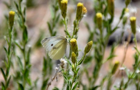 Cabbage white butterfly photo