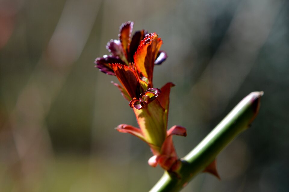 Nature plant close up
