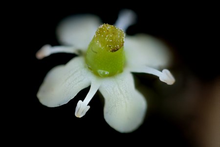 Ilex opaca 2, America Holly, pistillate flowers, Howard County, Md, Helen Lowe Metzman 2019-10-23-16.19.58 ZS PMax UDR