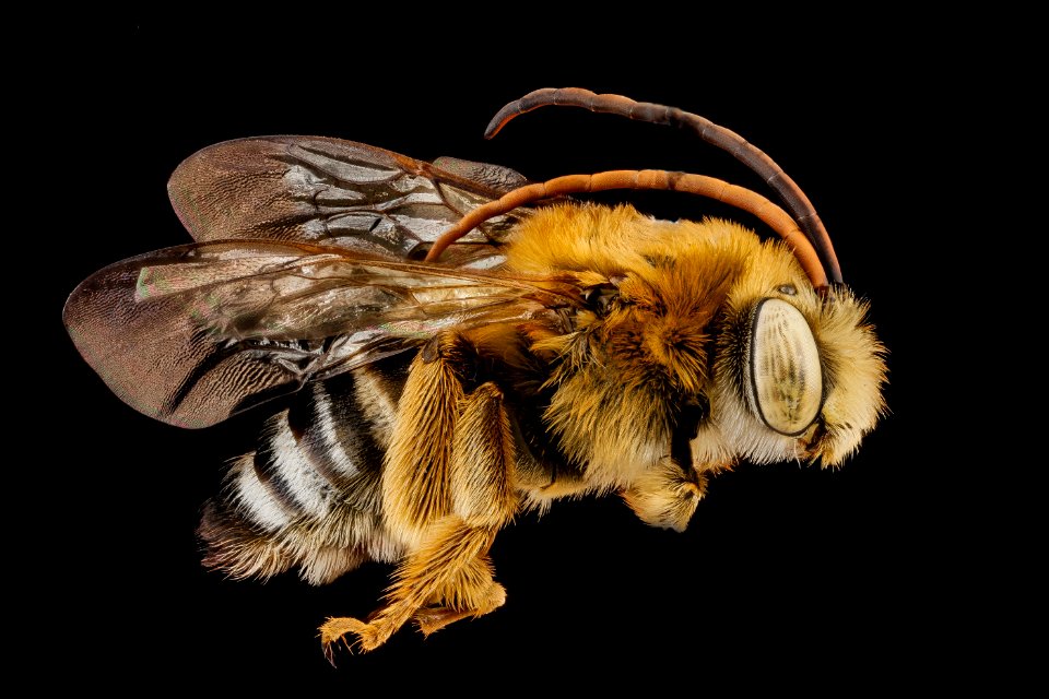 Melissodes communis, male, side 2012-07-02-17.10.44 ZS PMax
