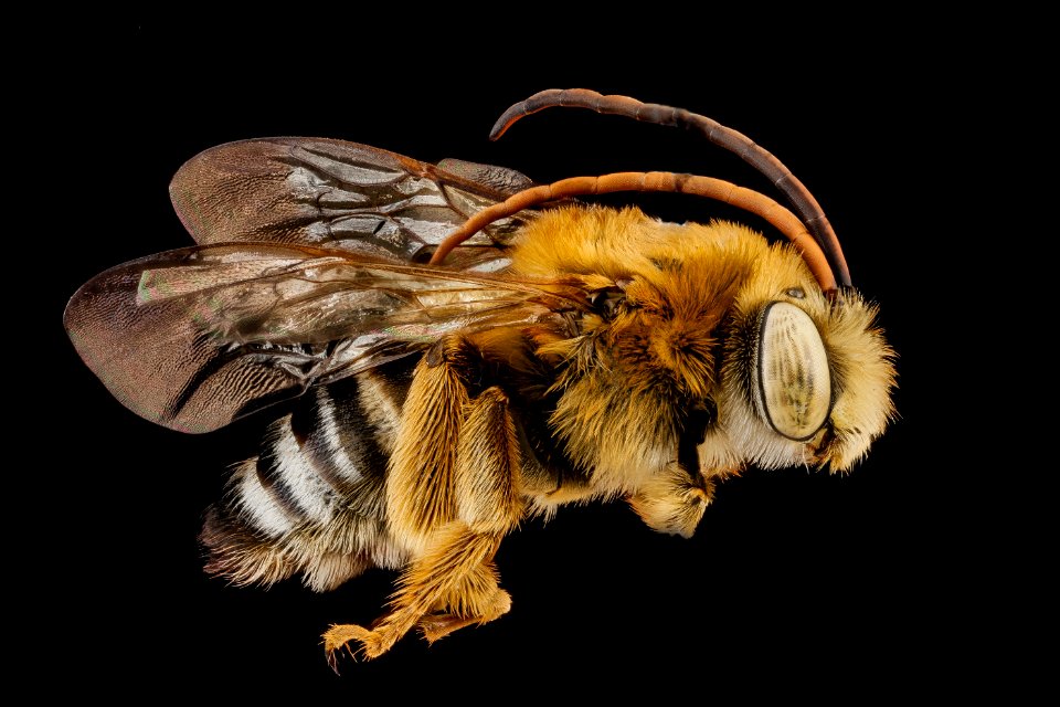 Melissodes communis, male, side 2012-07-02-17.10.44 ZS PMax photo