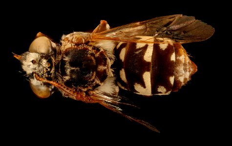 Isepeolus albopictus, m, back, Buenos Aires Argentina 2018-03-06-21.38