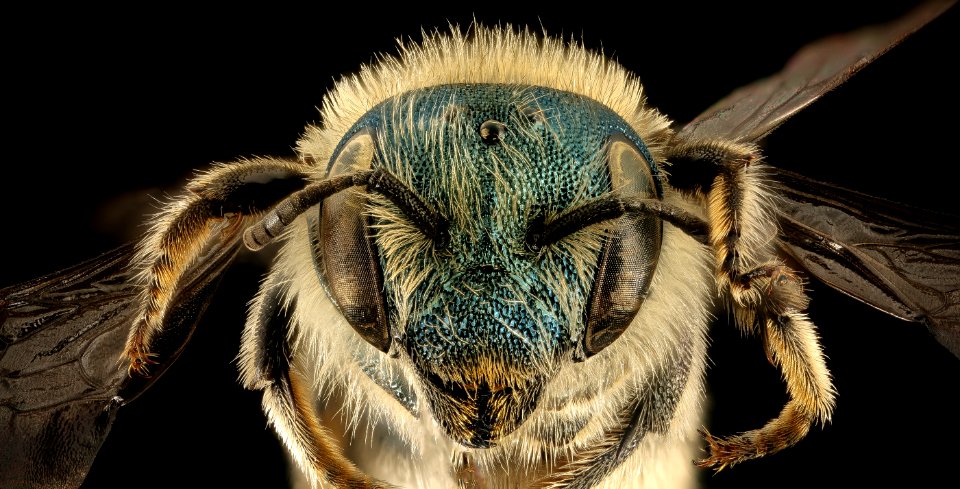 Osmia conjuncta, F, MD, face 2015-11-20-21.54 photo