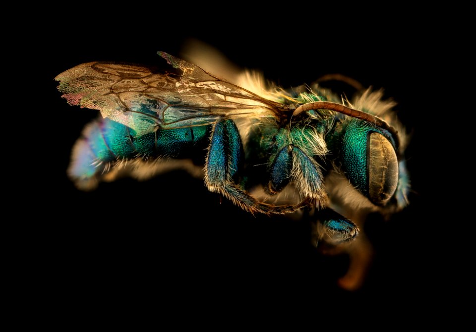 Osmia illinoensis, m, right, Rockingham Co, VA 2019-03-21-21.48.55 ZS PMax UDR