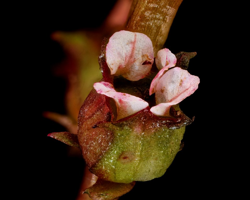 Diodia teres 3, Rough Buttonweed, Howard County, Md, Helen Lowe Metzman 2019-10-23-14.50.27 ZS PMax UDR