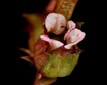 Diodia teres 3, Rough Buttonweed, Howard County, Md, Helen Lowe Metzman 2019-10-23-14.50.27 ZS PMax UDR